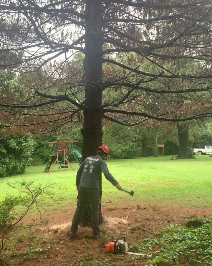 Business queued-photos - South Charlotte Tree Service