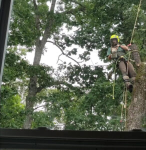 Business queued-photos - South Charlotte Tree Service