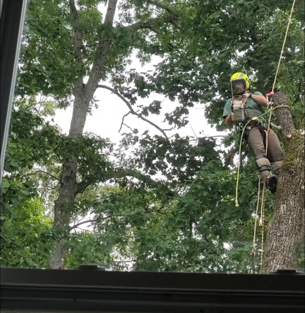 Business queued-photos - South Charlotte Tree Service