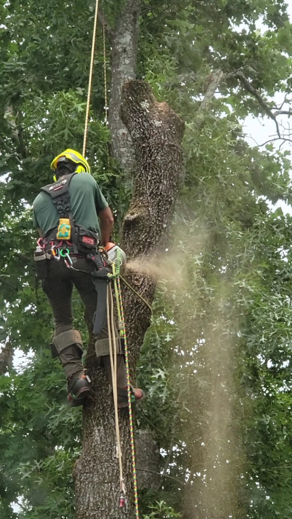 Business queued-photos - South Charlotte Tree Service