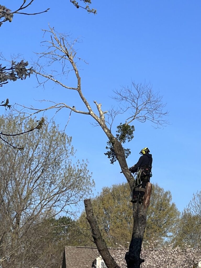Business queued-photos - South Charlotte Tree Service