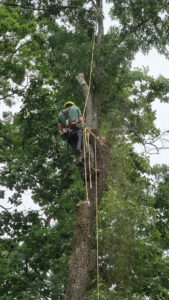 Business queued-photos - South Charlotte Tree Service