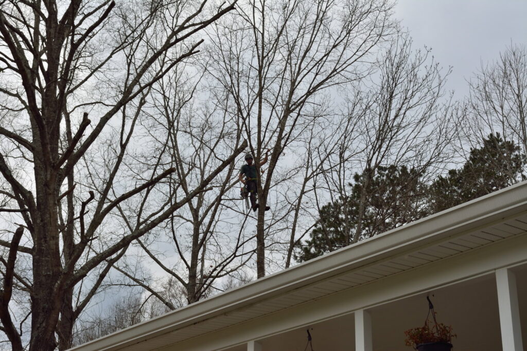 Business queued-photos - South Charlotte Tree Service