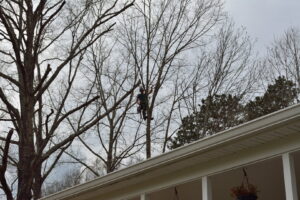Business queued-photos - South Charlotte Tree Service