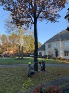Business queued-photos - South Charlotte Tree Service