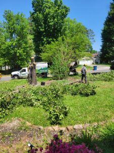Business queued-photos - South Charlotte Tree Service