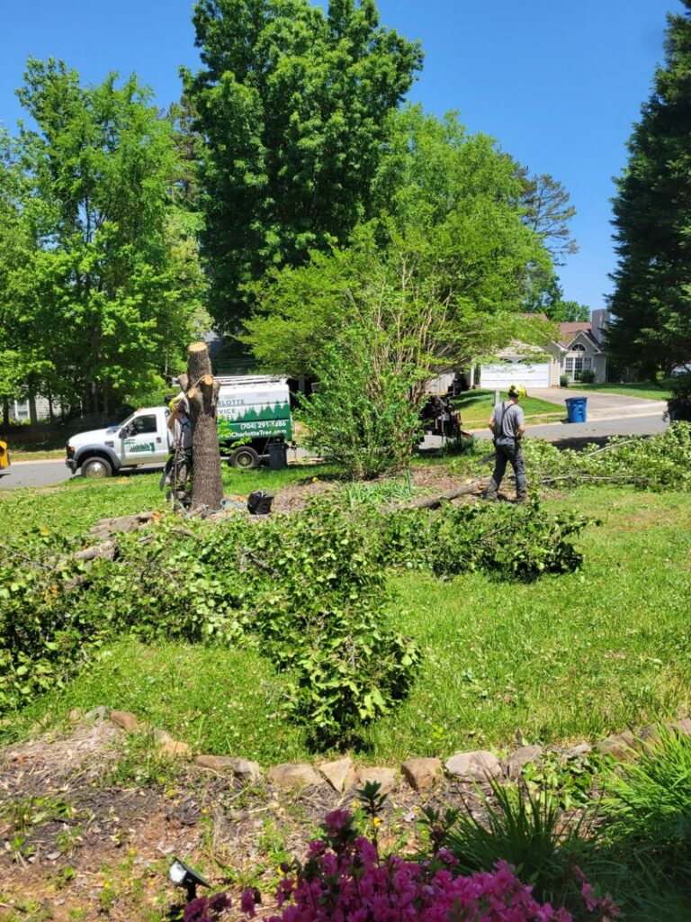 Business queued-photos - South Charlotte Tree Service
