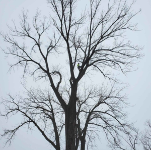 Business queued-photos - Canter Tree & Stump Solutions