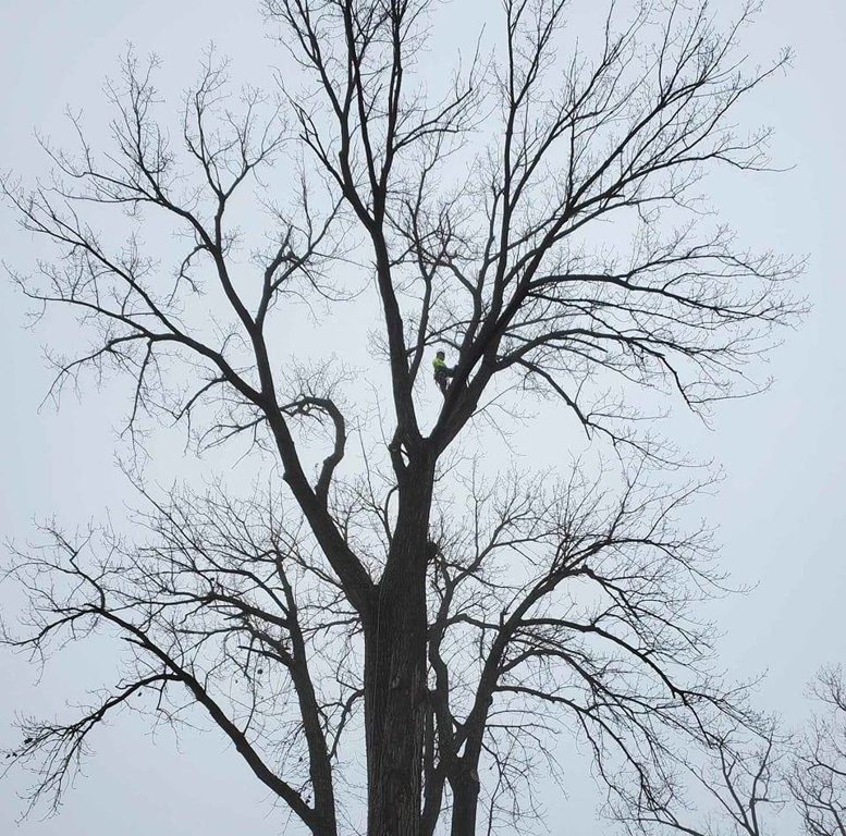 Business queued-photos - Canter Tree & Stump Solutions