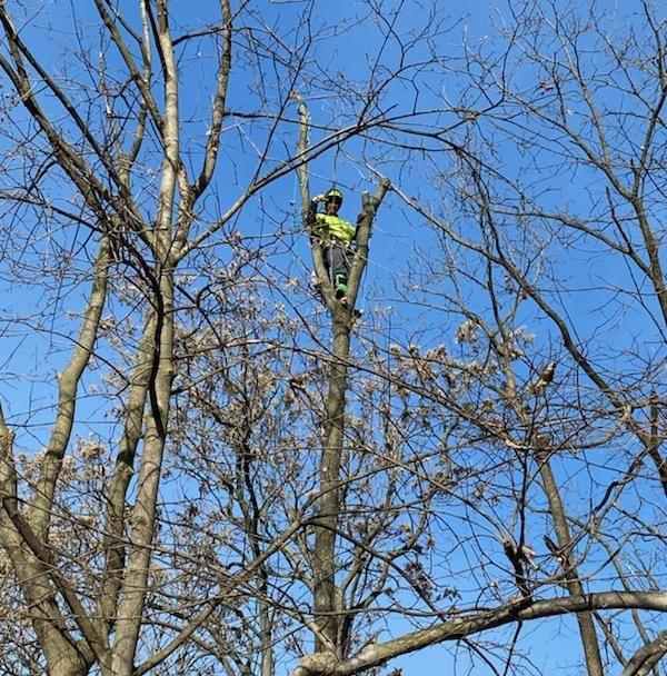 Business queued-photos - Canter Tree & Stump Solutions