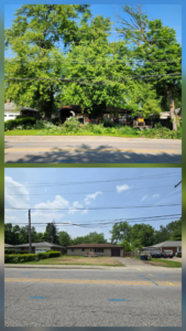 Business queued-photos - Canter Tree & Stump Solutions