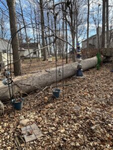 Business queued-photos - Canter Tree & Stump Solutions