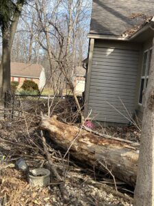 Business queued-photos - Canter Tree & Stump Solutions