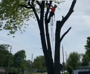 Business queued-photos - Canter Tree & Stump Solutions