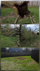 Business queued-photos - Canter Tree & Stump Solutions