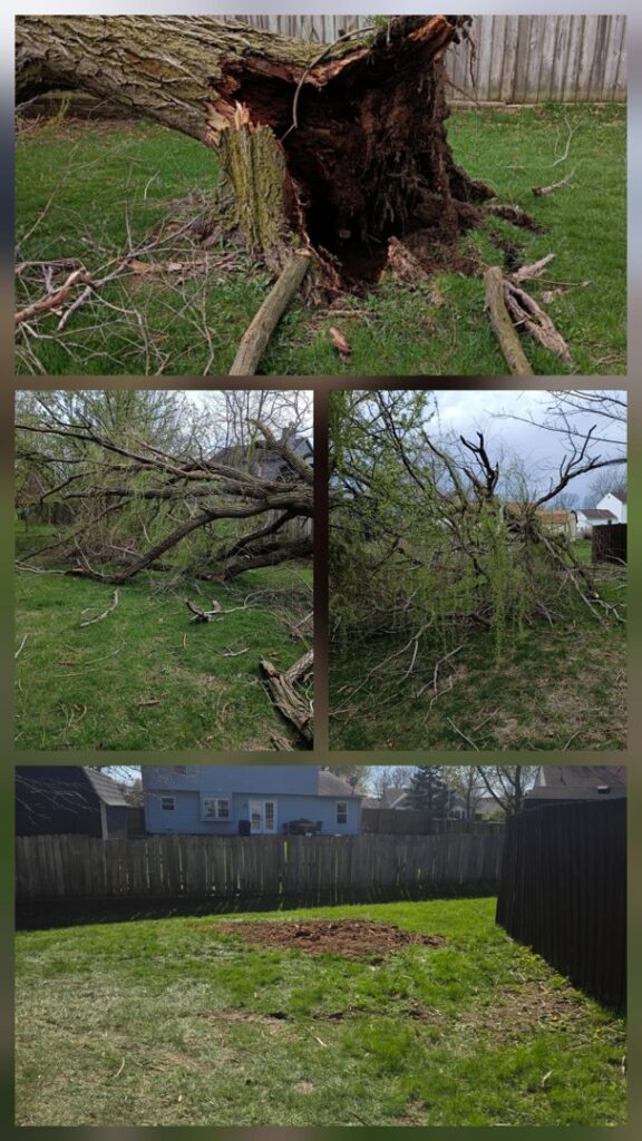 Business queued-photos - Canter Tree & Stump Solutions