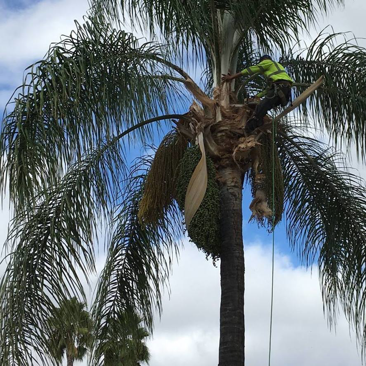 Business queued-photos - Salcedo Tree Service Inc