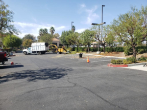 Business queued-photos - Salcedo Tree Service Inc
