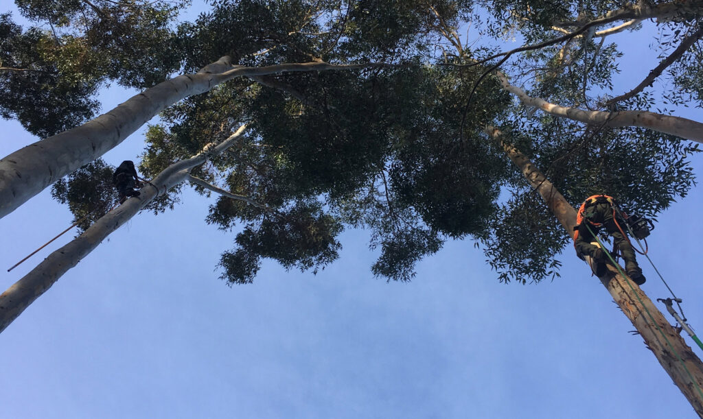 Business queued-photos - Salcedo Tree Service Inc