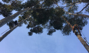 Business queued-photos - Salcedo Tree Service Inc