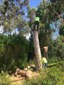 Business queued-photos - Salcedo Tree Service Inc