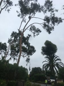 Business queued-photos - Salcedo Tree Service Inc