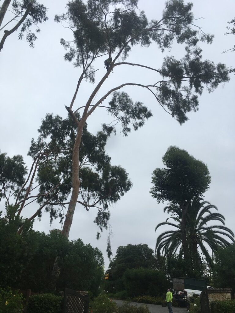 Business queued-photos - Salcedo Tree Service Inc