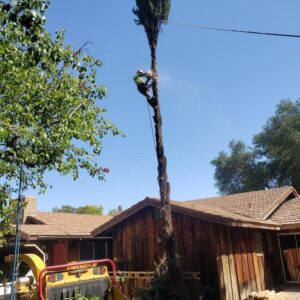 Business queued-photos - Salcedo Tree Service Inc