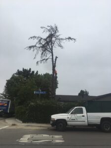 Business queued-photos - Salcedo Tree Service Inc