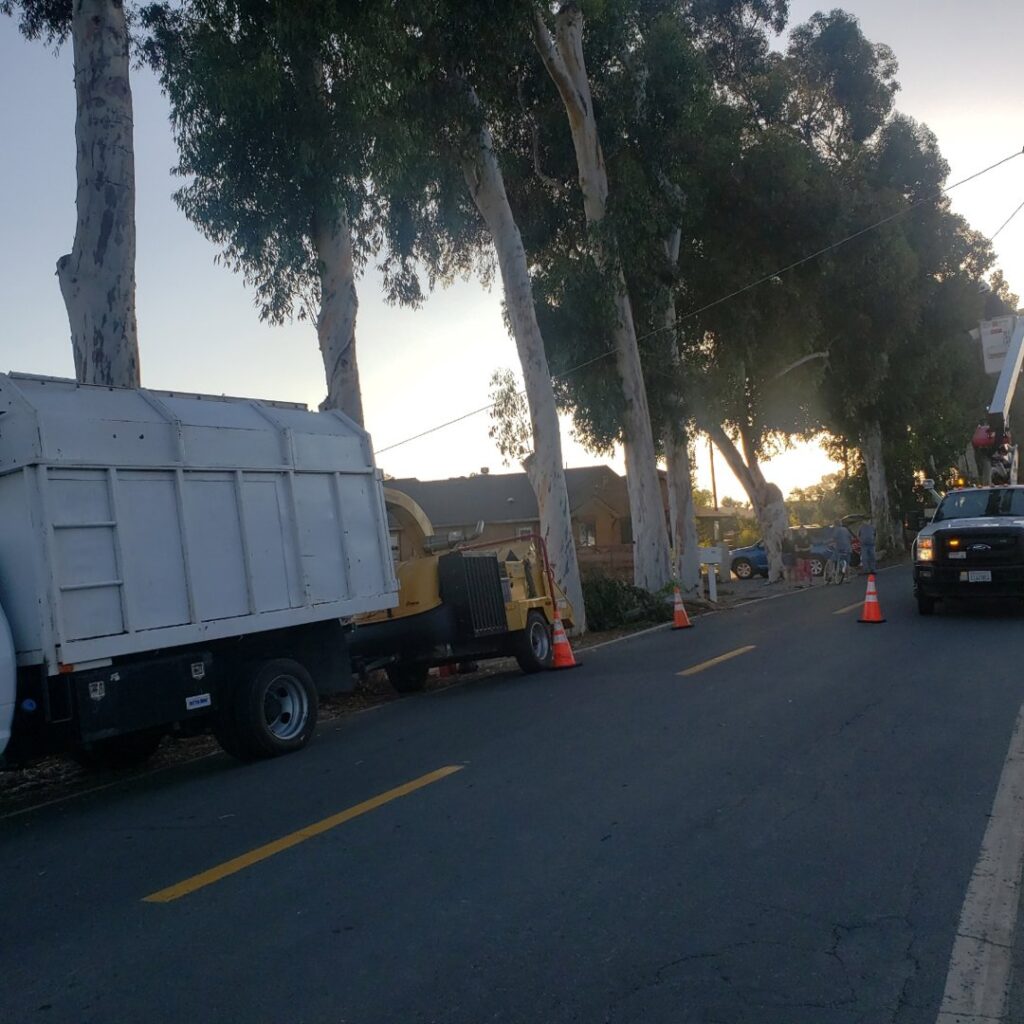Business queued-photos - Salcedo Tree Service Inc