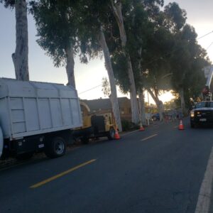 Business queued-photos - Salcedo Tree Service Inc