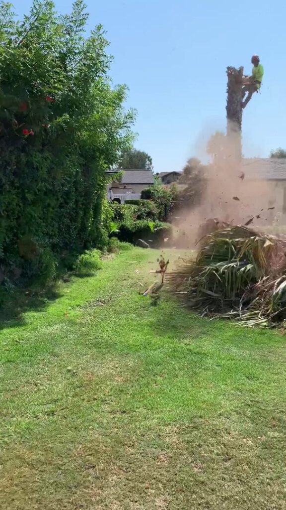 Business queued-photos - Salcedo Tree Service Inc