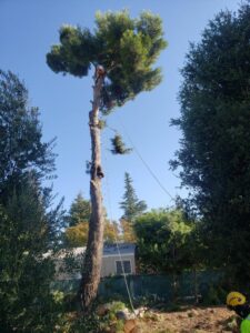 Business queued-photos - Salcedo Tree Service Inc