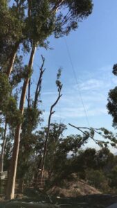 Business queued-photos - Salcedo Tree Service Inc