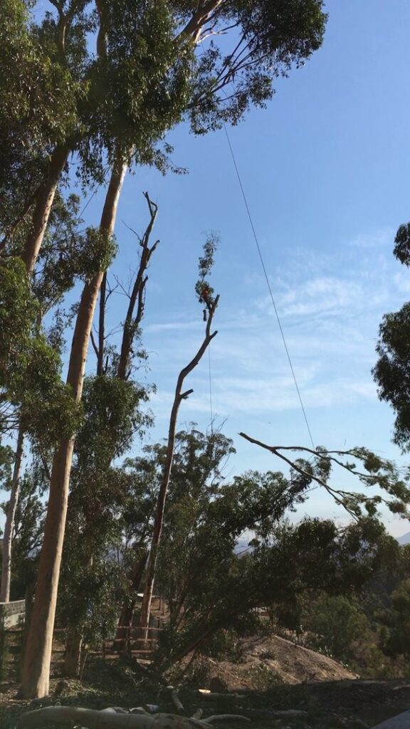 Business queued-photos - Salcedo Tree Service Inc