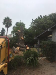 Business queued-photos - Salcedo Tree Service Inc