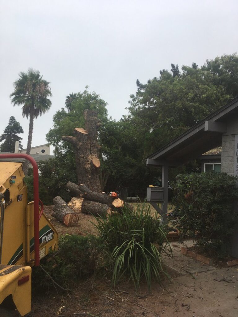 Business queued-photos - Salcedo Tree Service Inc