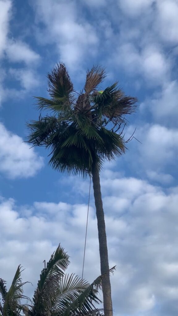 Business queued-photos - Salcedo Tree Service Inc