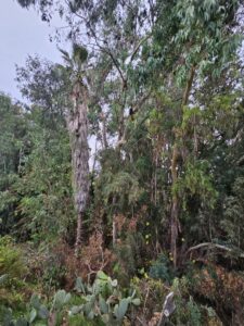 Business queued-photos - Salcedo Tree Service Inc