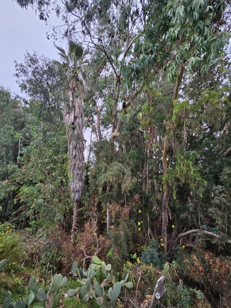 Business queued-photos - Salcedo Tree Service Inc