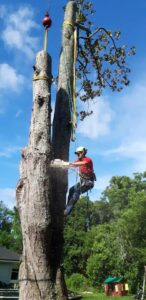 Business queued-photos - Eagerton Tree Service, LLC