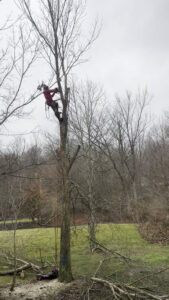 Business queued-photos - Shorty’s Tree Service