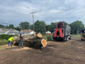 Business queued-photos - Shorty’s Tree Service
