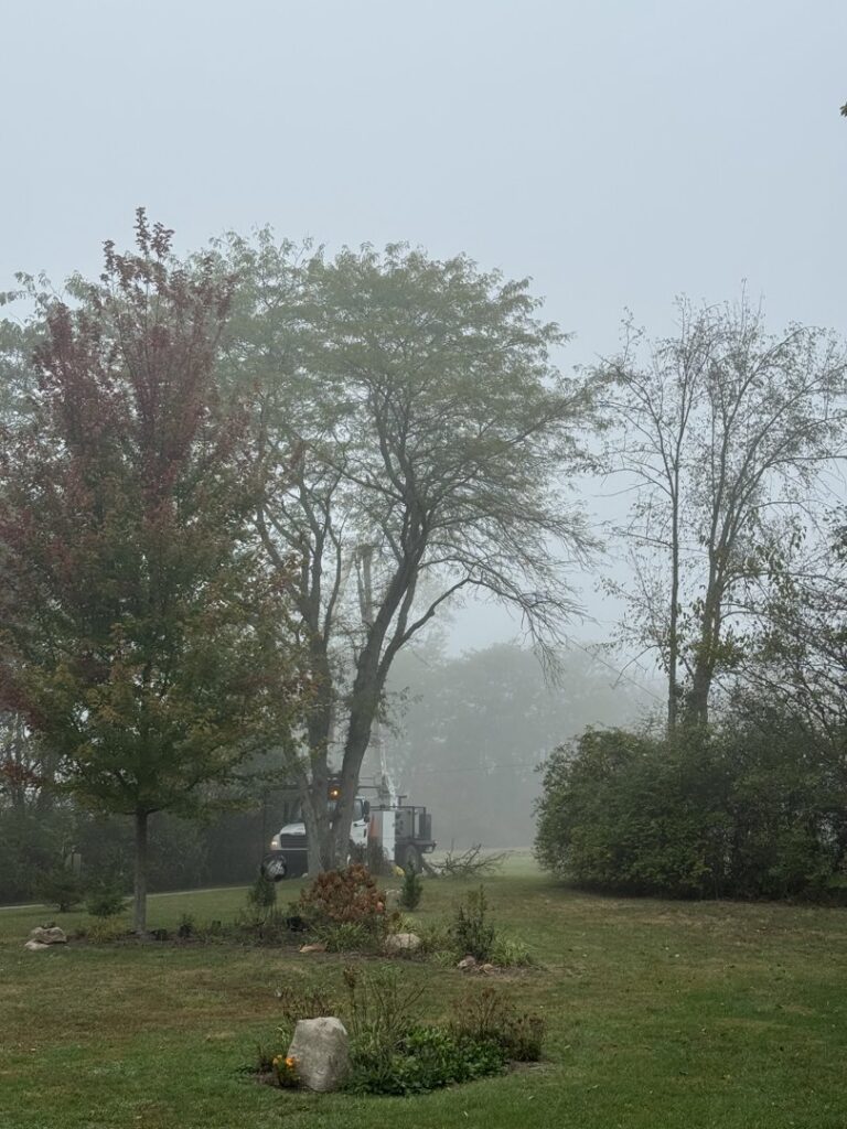 Business queued-photos - Shorty’s Tree Service