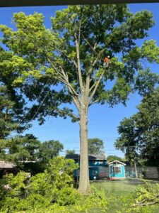 Business queued-photos - Shorty’s Tree Service