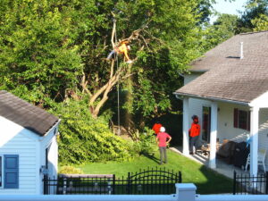 Business queued-photos - Shorty’s Tree Service