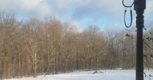 Business queued-photos - Shorty’s Tree Service