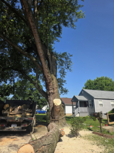 Business queued-photos - Shorty’s Tree Service