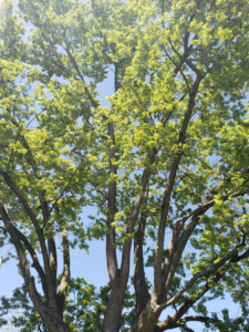 Business queued-photos - Shorty’s Tree Service