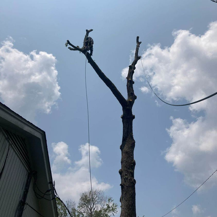 Business queued-photos - PDM Tree Service